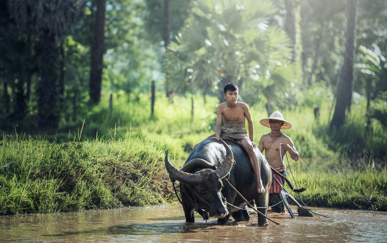 Isaan Trip water buffalo