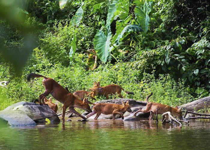 Khao Yai national park wild animals