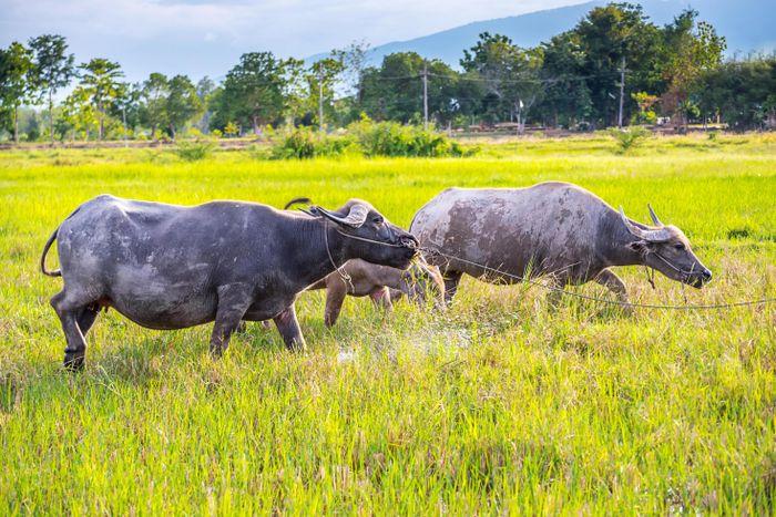 Water Buffalo Isaan