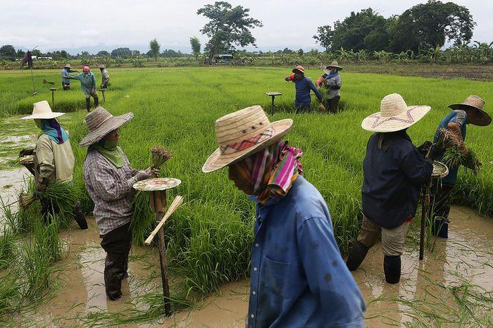 Udon Thani Rice farmers