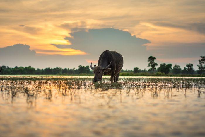 Isaan Trip XTHAI ASI water buffalo